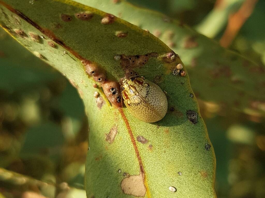 Paropsisterna laesa (Eucalyptus Leaf Beetle), Alice Springs NT
