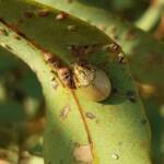 Paropsisterna laesa (Eucalyptus Leaf Beetle), Alice Springs NT