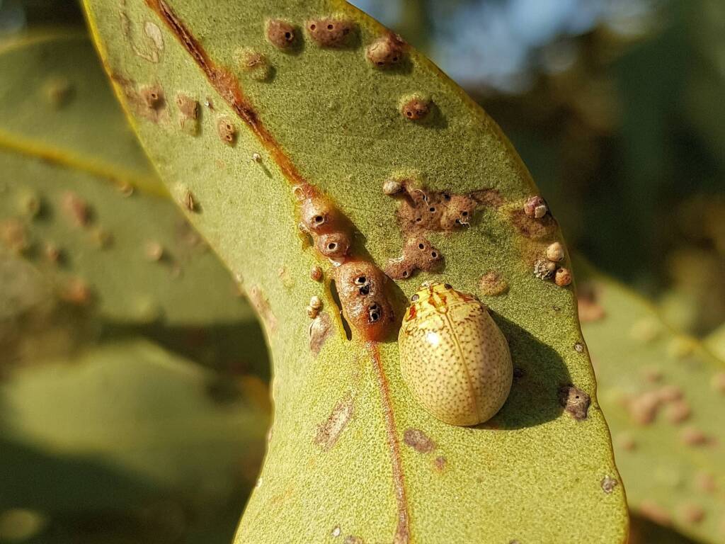 Paropsisterna laesa (Eucalyptus Leaf Beetle), Alice Springs NT