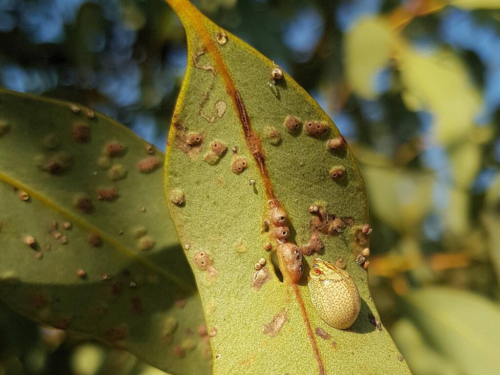 Paropsisterna laesa (Eucalyptus Leaf Beetle), Alice Springs NT