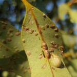 Paropsisterna laesa (Eucalyptus Leaf Beetle), Alice Springs NT