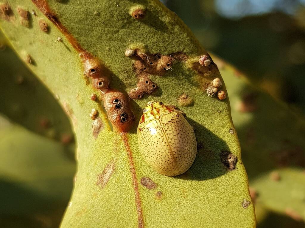 Paropsisterna laesa (Eucalyptus Leaf Beetle), Alice Springs NT