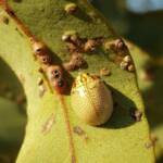 Paropsisterna laesa (Eucalyptus Leaf Beetle), Alice Springs NT