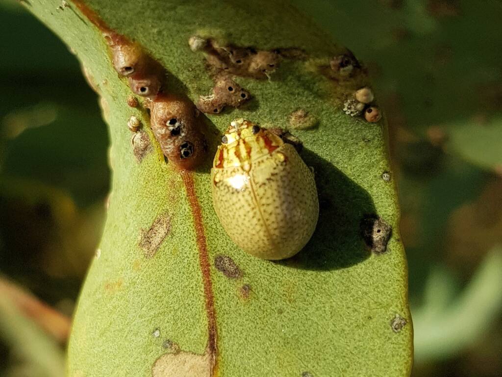 Paropsisterna laesa (Eucalyptus Leaf Beetle), Alice Springs NT