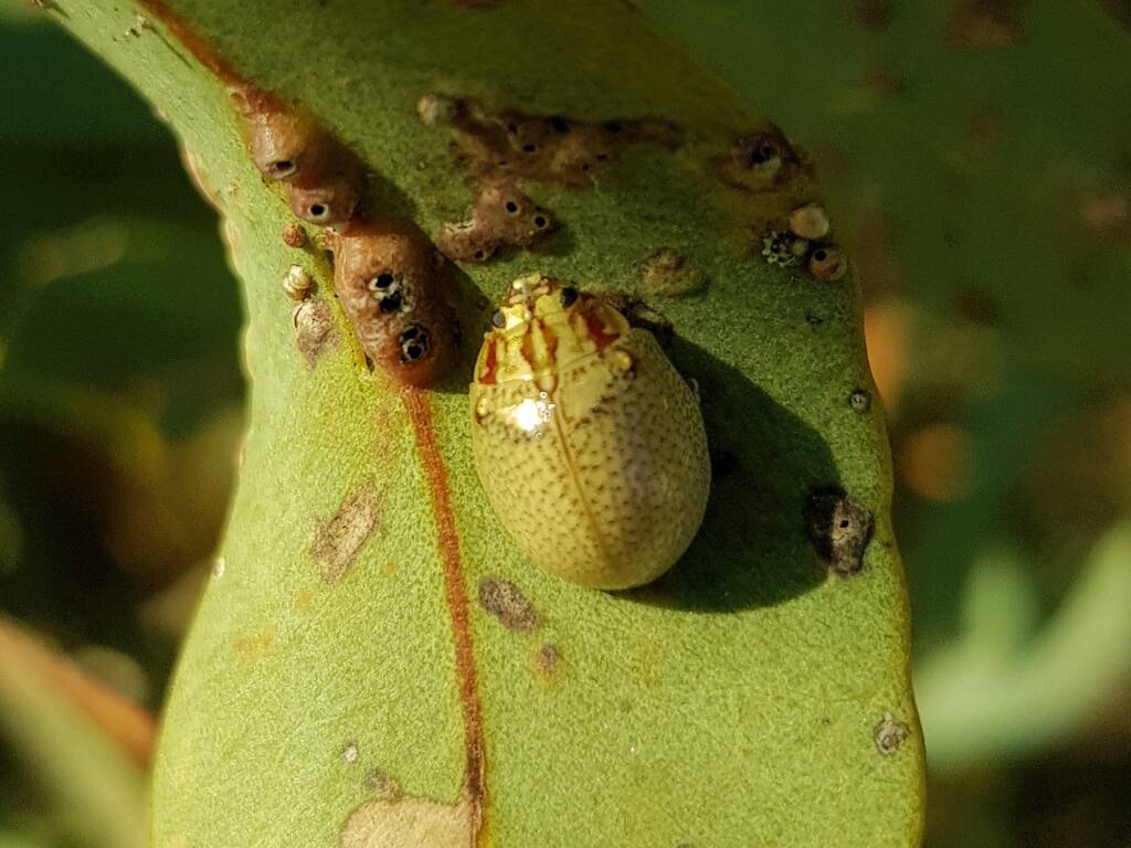 Paropsisterna laesa (Eucalyptus Leaf Beetle), Alice Springs NT