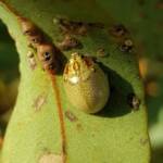 Paropsisterna laesa (Eucalyptus Leaf Beetle), Alice Springs NT
