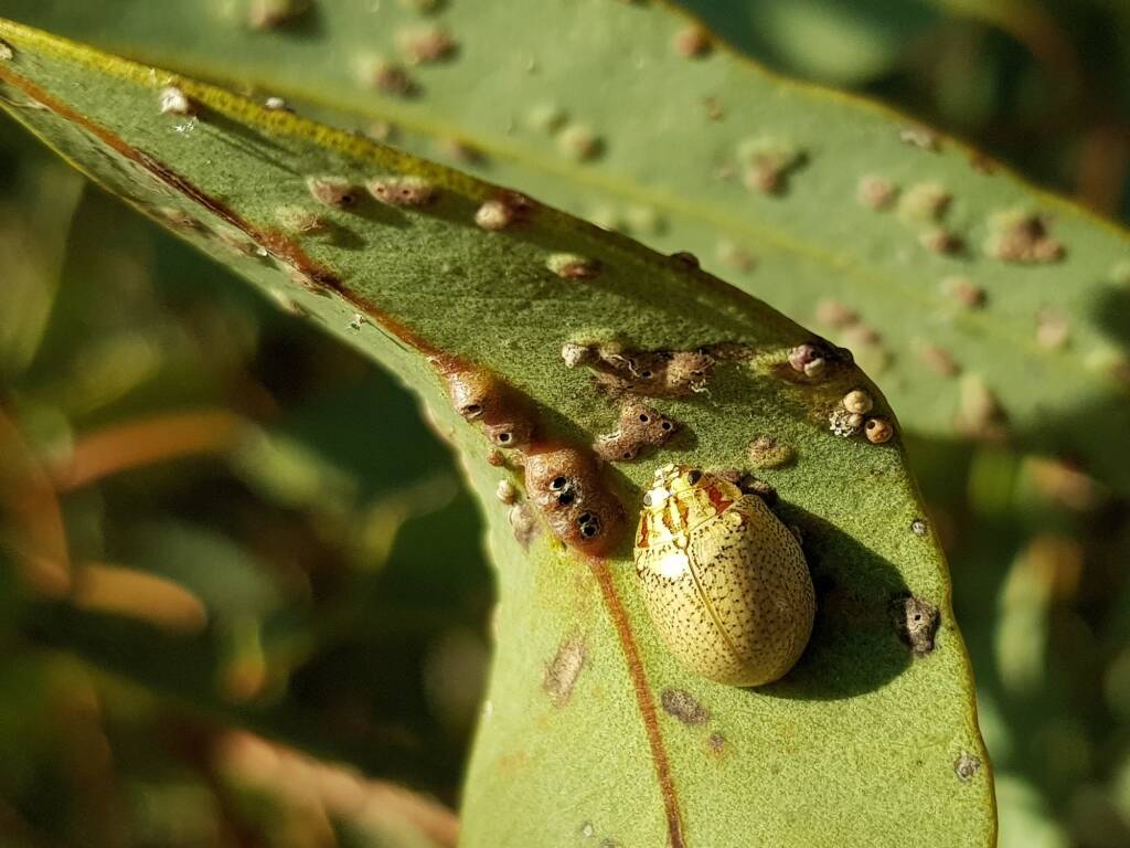 Paropsisterna laesa (Eucalyptus Leaf Beetle), Alice Springs NT