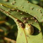 Paropsisterna laesa (Eucalyptus Leaf Beetle), Alice Springs NT