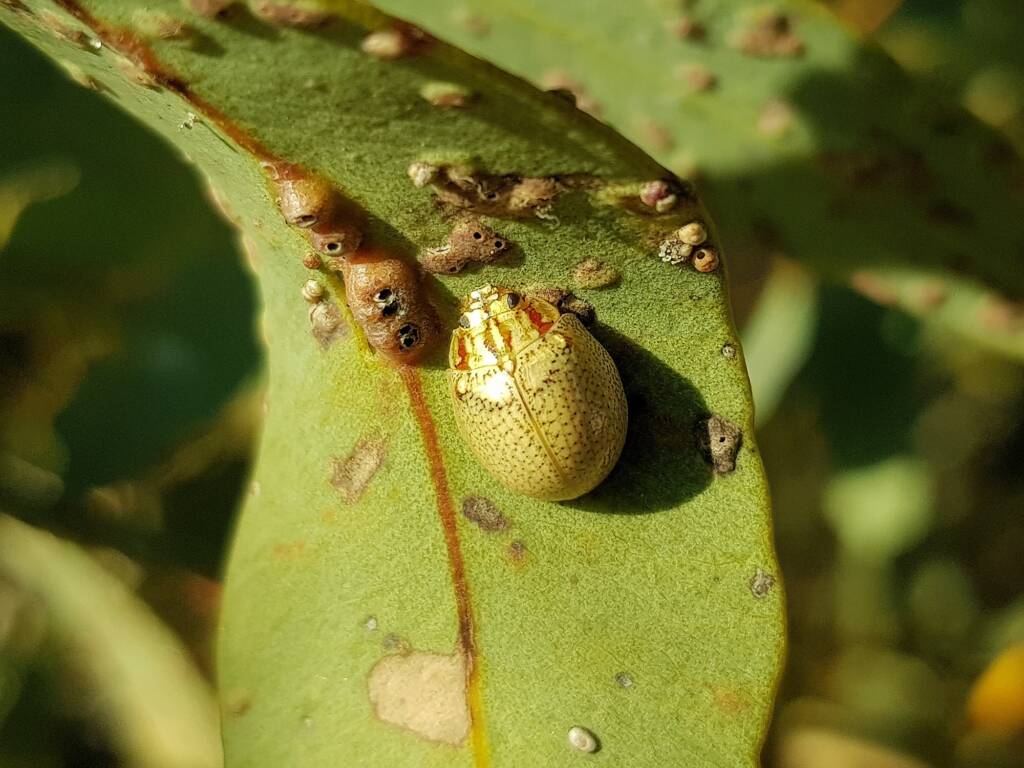 Paropsisterna laesa (Eucalyptus Leaf Beetle), Alice Springs NT