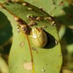 Paropsisterna laesa (Eucalyptus Leaf Beetle), Alice Springs NT