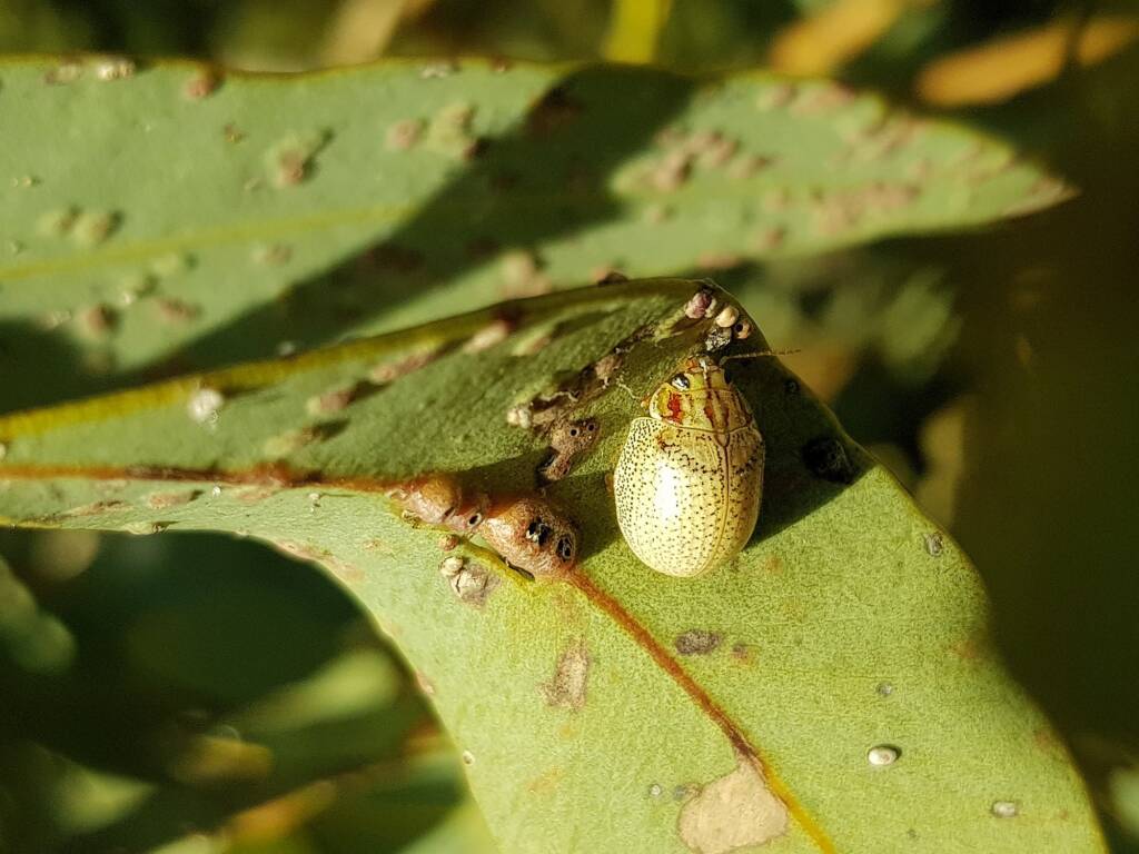 Paropsisterna laesa (Eucalyptus Leaf Beetle), Alice Springs NT
