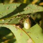 Paropsisterna laesa (Eucalyptus Leaf Beetle), Alice Springs NT