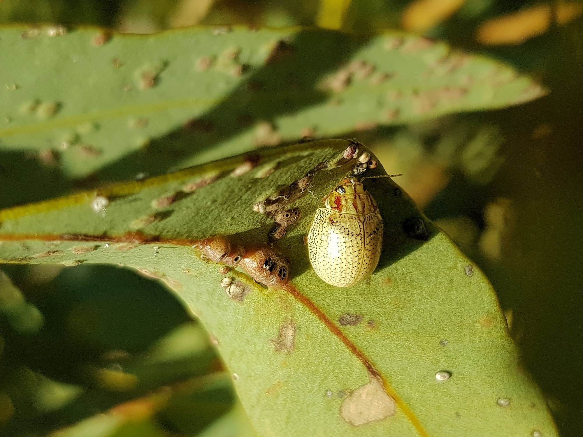 Paropsisterna laesa (Eucalyptus Leaf Beetle), Alice Springs NT