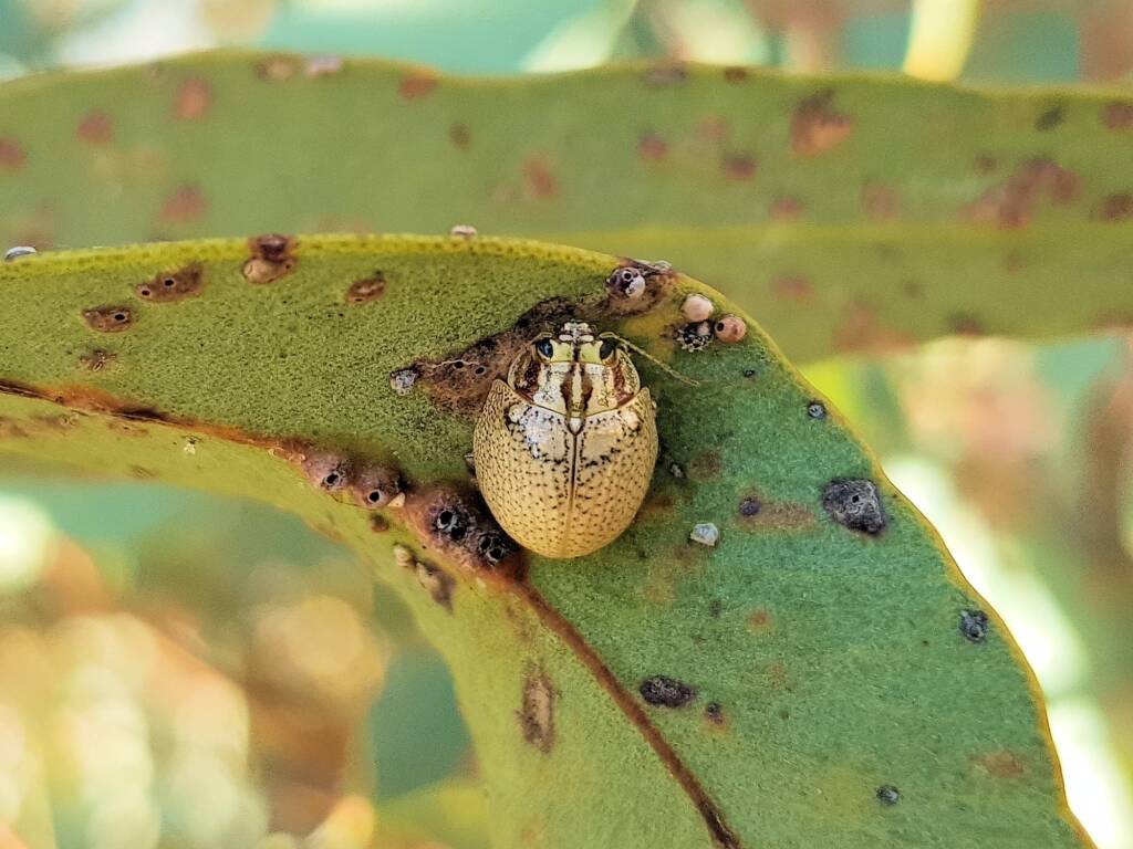 Paropsisterna laesa (Eucalyptus Leaf Beetle), Alice Springs NT