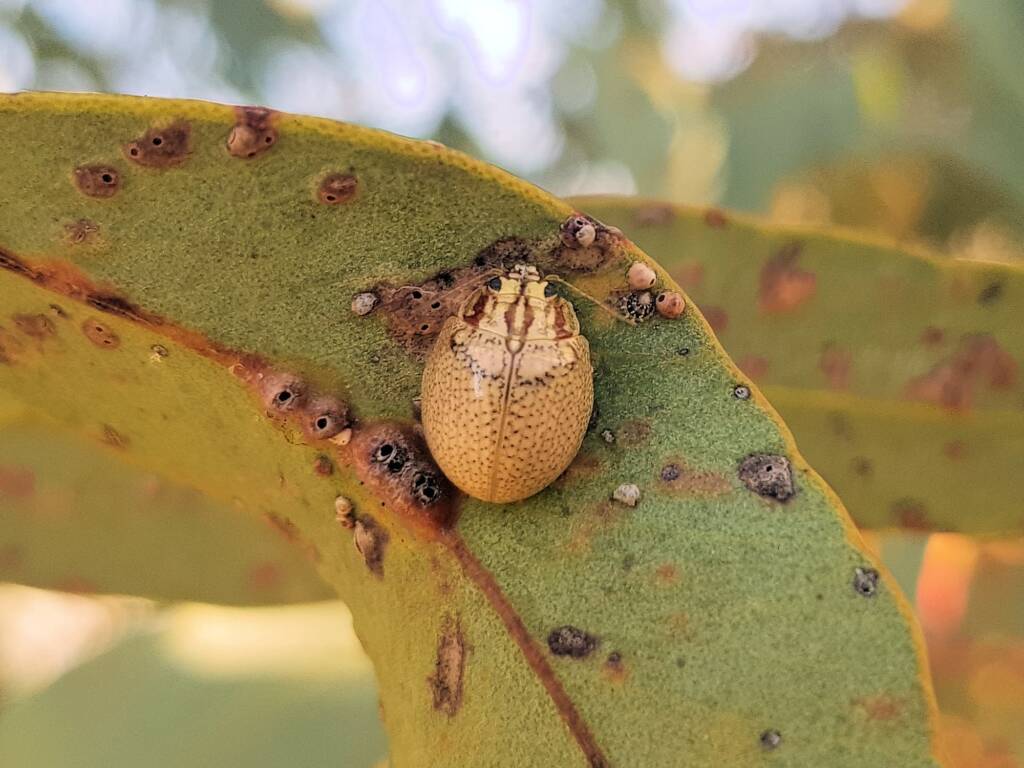 Paropsisterna laesa (Eucalyptus Leaf Beetle), Alice Springs NT
