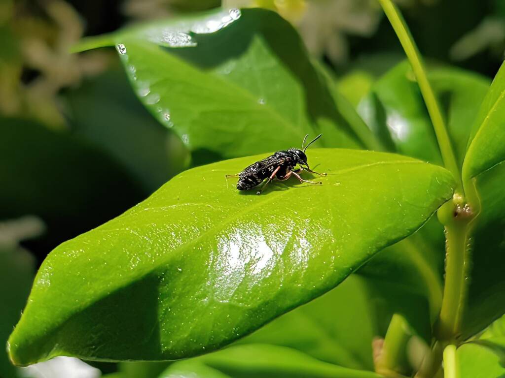 Pison wasps (family Crabronidae), rescued from swimming pool, Alice Springs NT