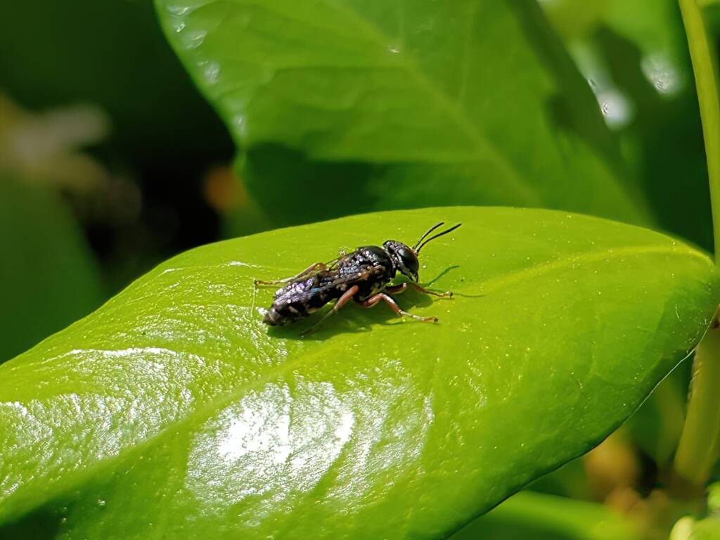 Pison wasp (family Crabronidae), rescued from swimming pool, Alice Springs NT