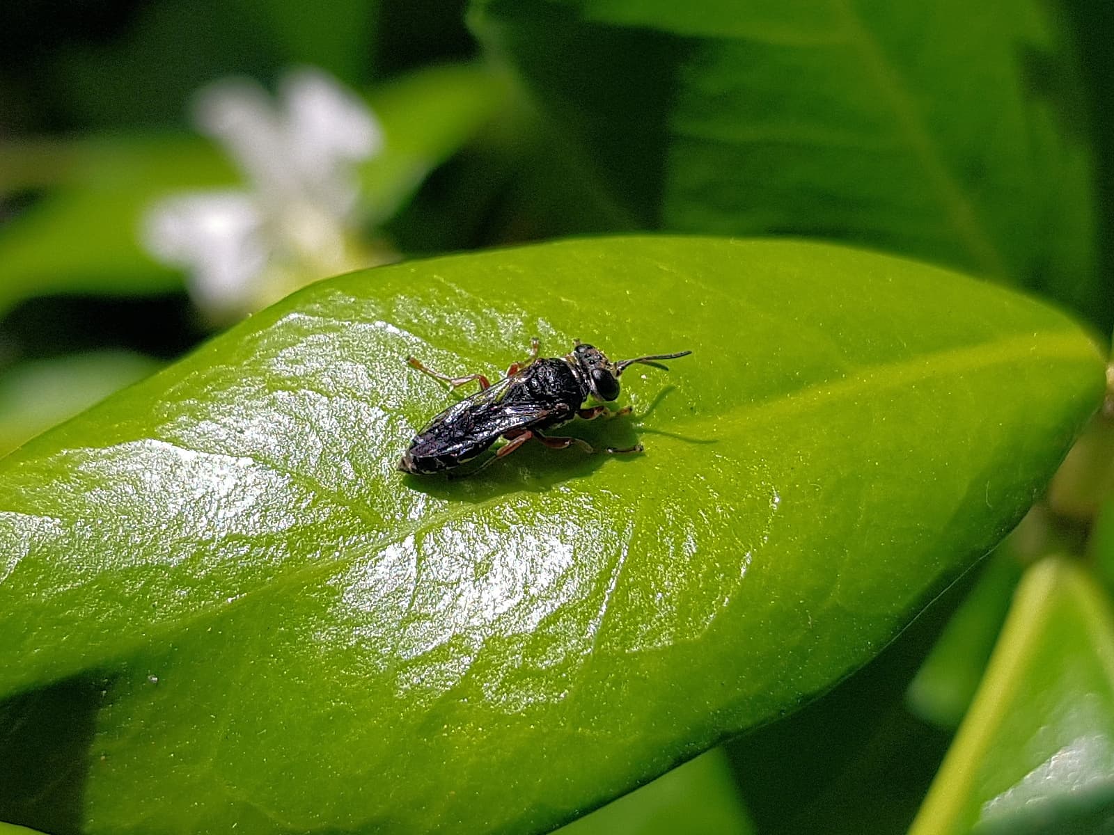Pison wasp (family Crabronidae), rescued from swimming pool, Alice Springs NT