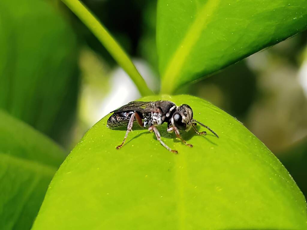 Pison wasp (family Crabronidae), rescued from swimming pool, Alice Springs NT