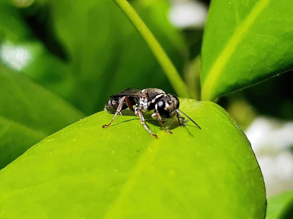 Pison wasp (family Crabronidae), rescued from swimming pool, Alice Springs NT