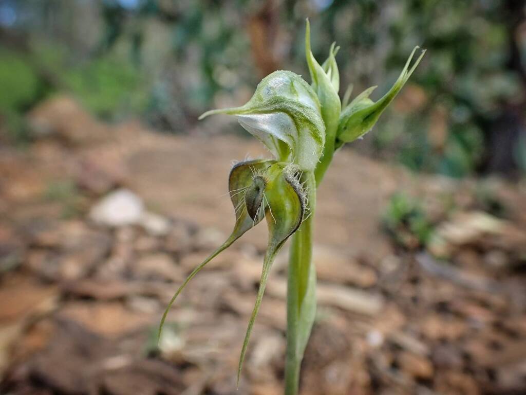 Pterostylis ciliata (Hairy Rufous Greenhood), Stirling Range National Park WA © Terry Dunham