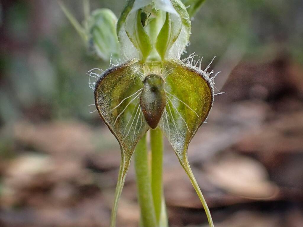 Pterostylis ciliata (Hairy Rufous Greenhood), Stirling Range National Park WA © Terry Dunham