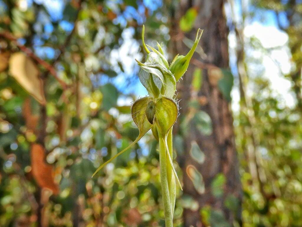 Pterostylis ciliata (Hairy Rufous Greenhood), Stirling Range National Park WA © Terry Dunham
