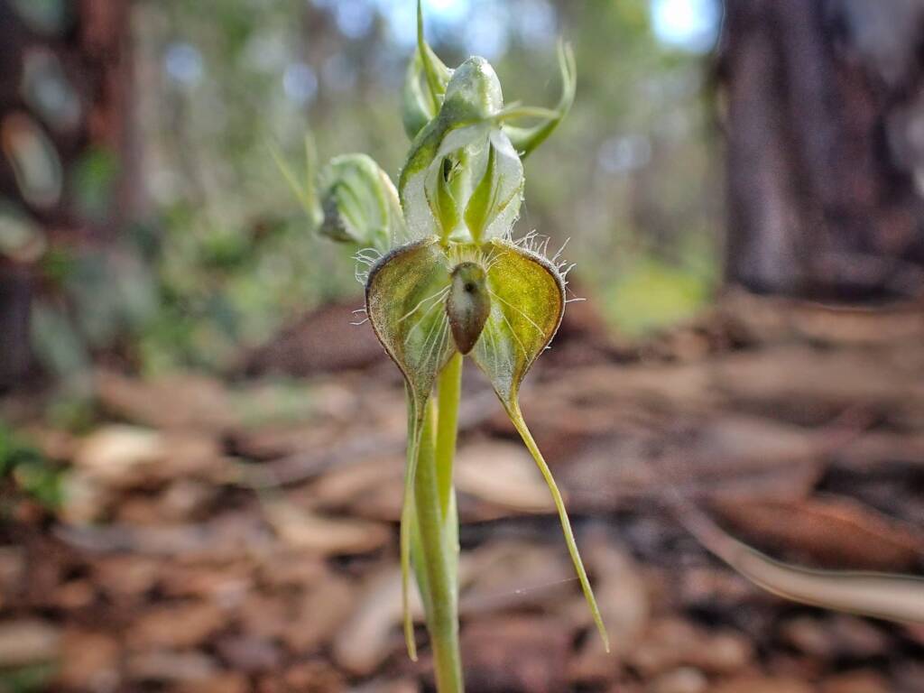 Pterostylis ciliata (Hairy Rufous Greenhood), Stirling Range National Park WA © Terry Dunham