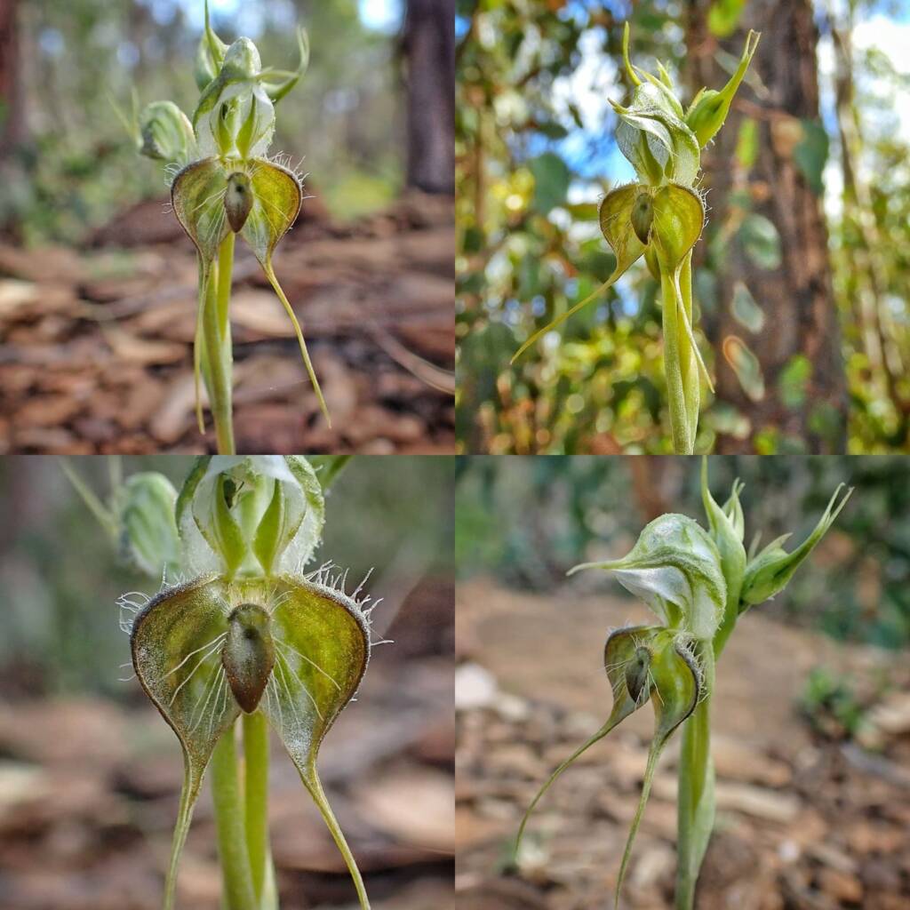 Pterostylis ciliata (Hairy Rufous Greenhood), Stirling Range National Park WA © Terry Dunham
