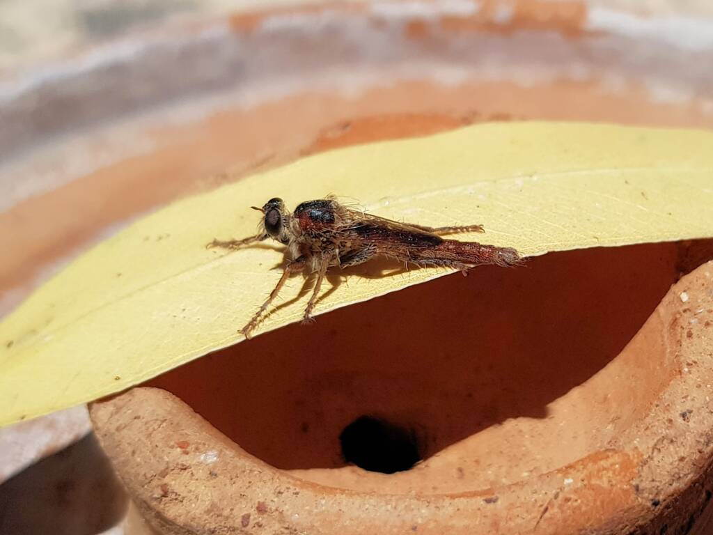 Robber Fly (genus Bathypogon, family Asilidae), Alice Springs NT
