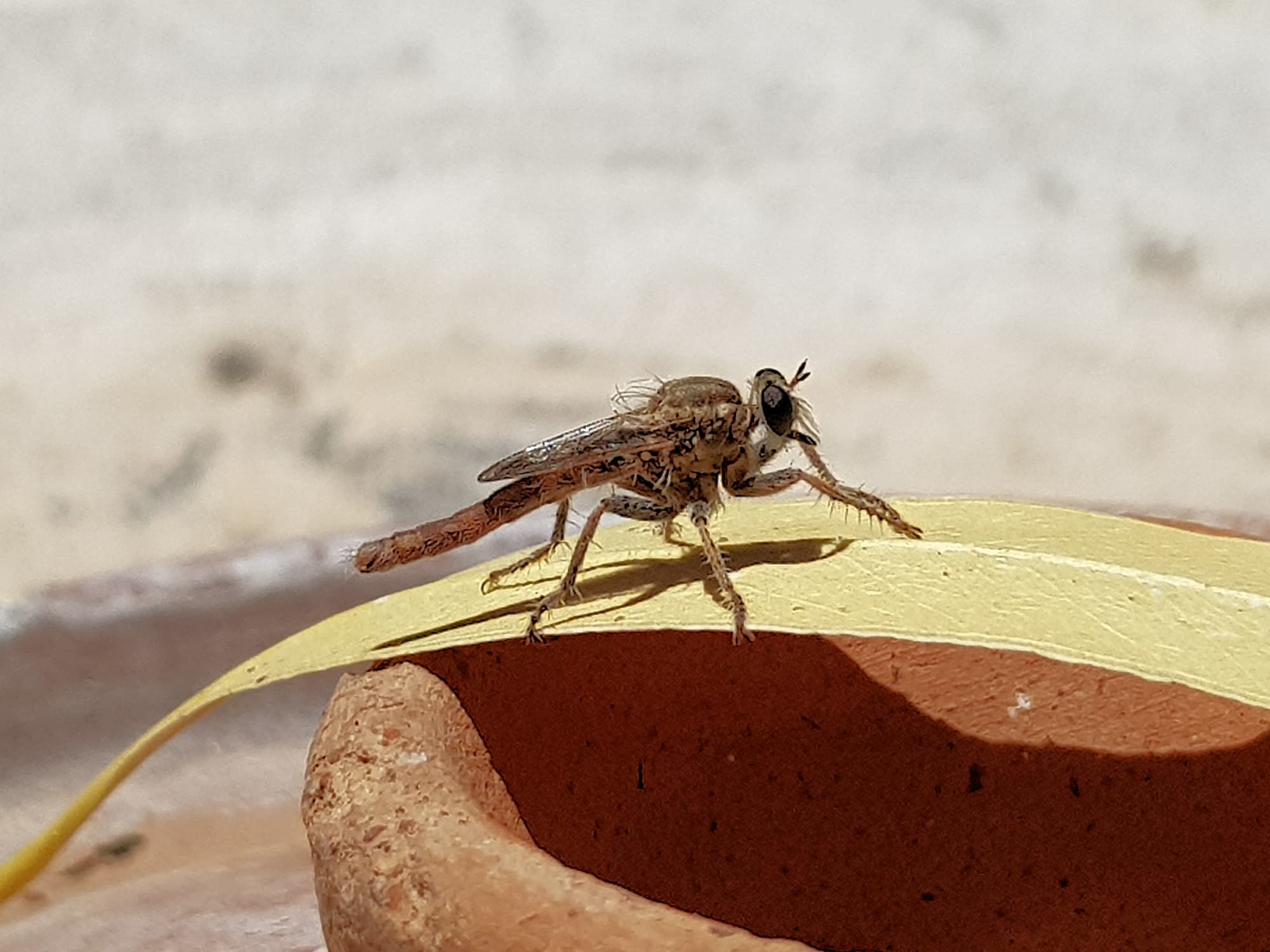 Robber Fly (genus Bathypogon, family Asilidae), Alice Springs NT