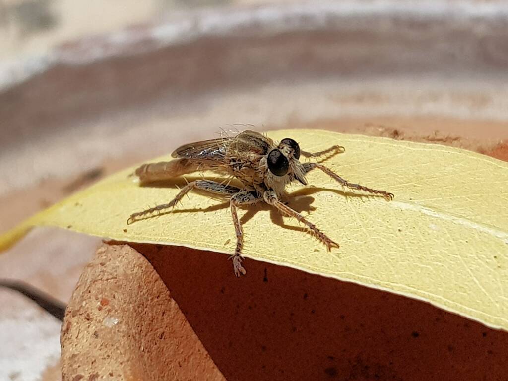 Robber Fly (genus Bathypogon, family Asilidae), Alice Springs NT