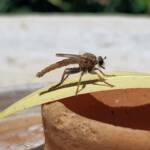 Robber Fly (genus Bathypogon, family Asilidae), Alice Springs NT