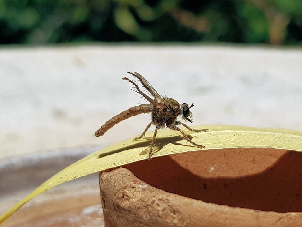 Robber Fly (genus Bathypogon, family Asilidae), Alice Springs NT