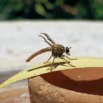 Robber Fly (genus Bathypogon, family Asilidae), Alice Springs NT
