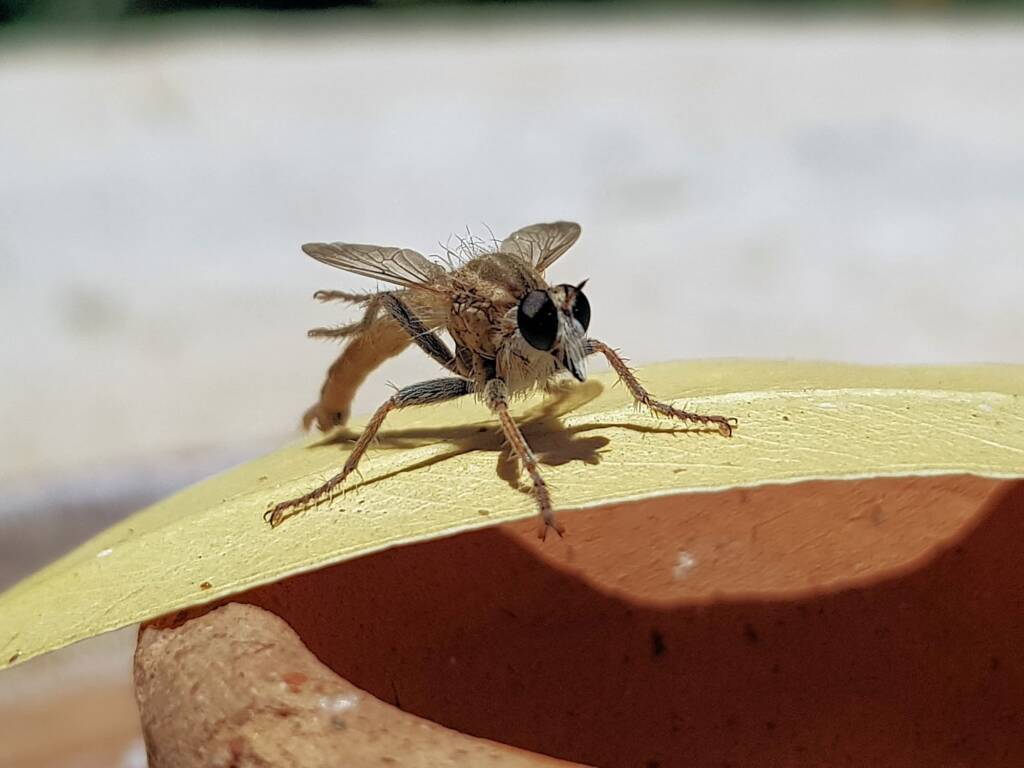 Robber Fly (genus Bathypogon, family Asilidae), Alice Springs NT