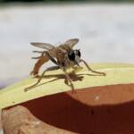 Robber Fly (genus Bathypogon, family Asilidae), Alice Springs NT