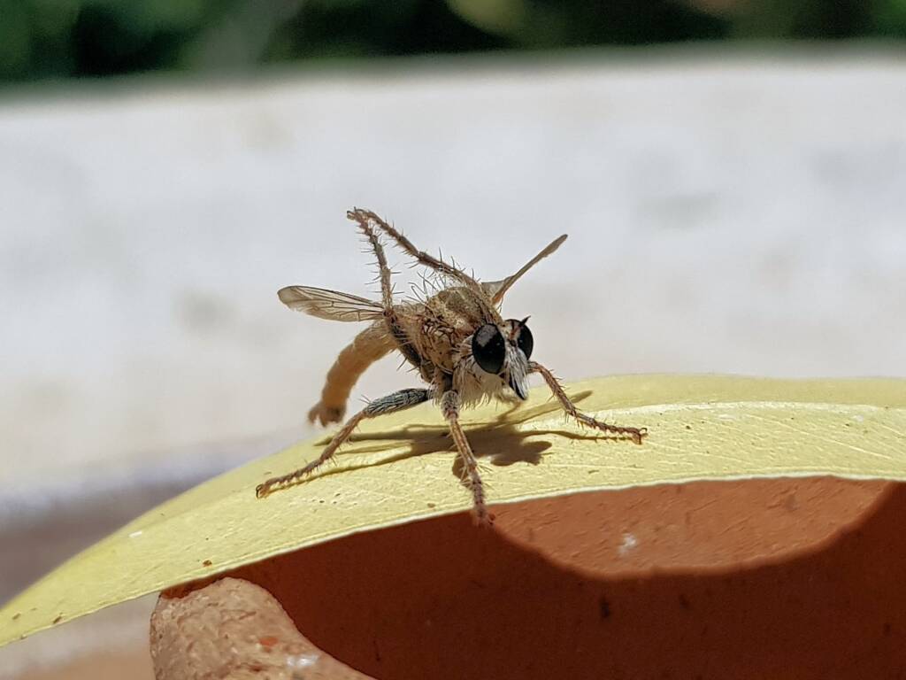 Robber Fly (genus Bathypogon, family Asilidae), Alice Springs NT