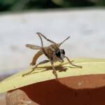 Robber Fly (genus Bathypogon, family Asilidae), Alice Springs NT