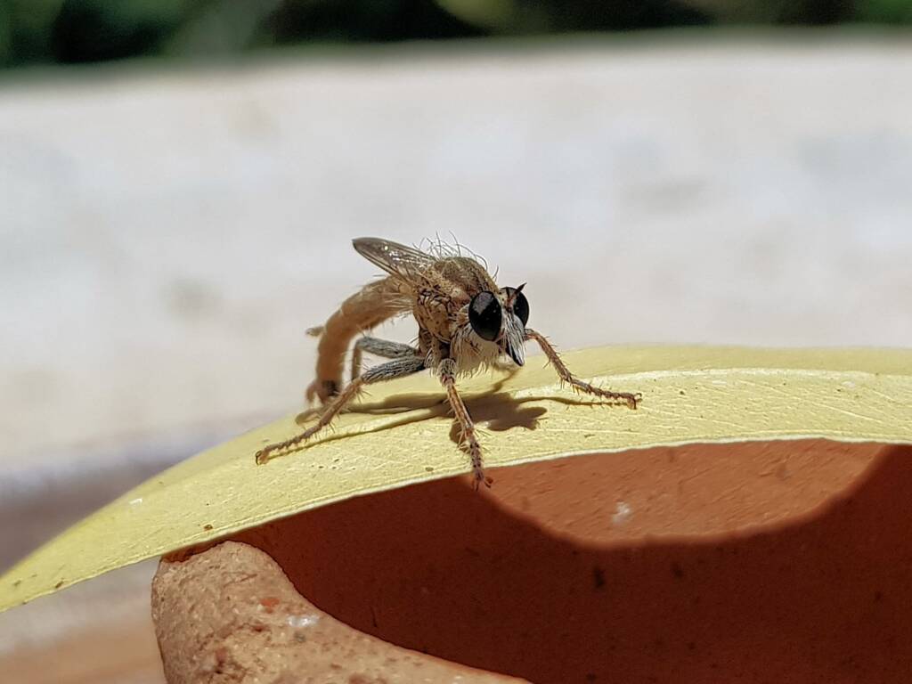 Robber Fly (genus Bathypogon, family Asilidae), Alice Springs NT