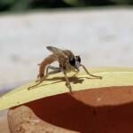 Robber Fly (genus Bathypogon, family Asilidae), Alice Springs NT