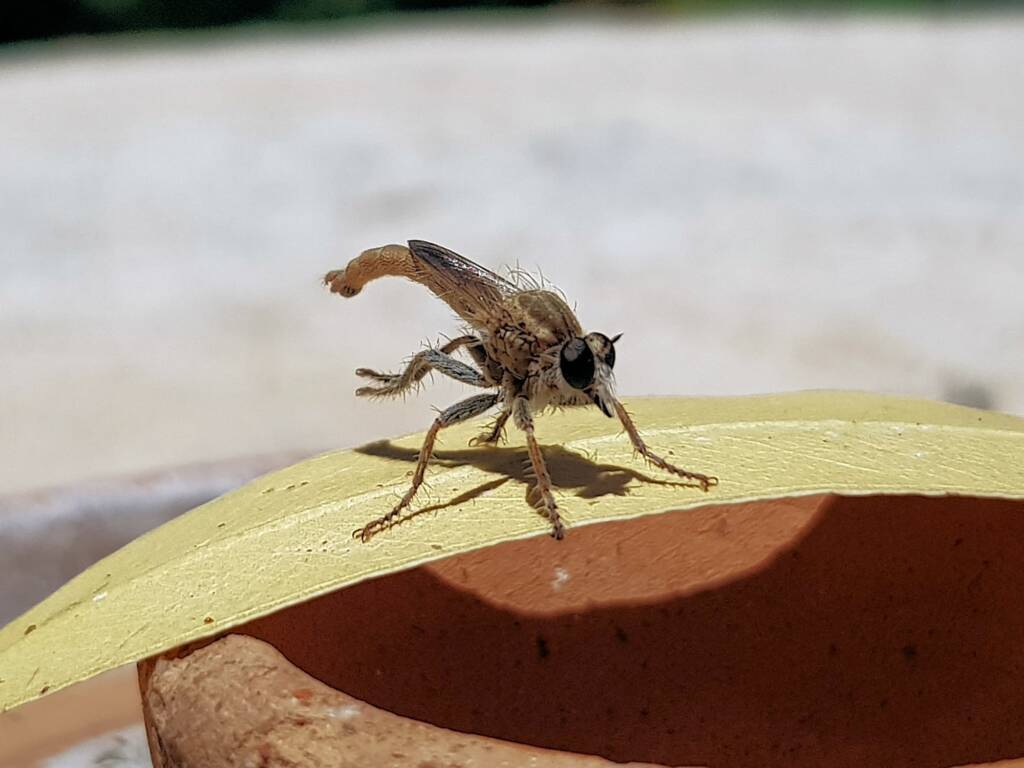 Robber Fly (genus Bathypogon, family Asilidae), Alice Springs NT