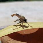 Robber Fly (genus Bathypogon, family Asilidae), Alice Springs NT
