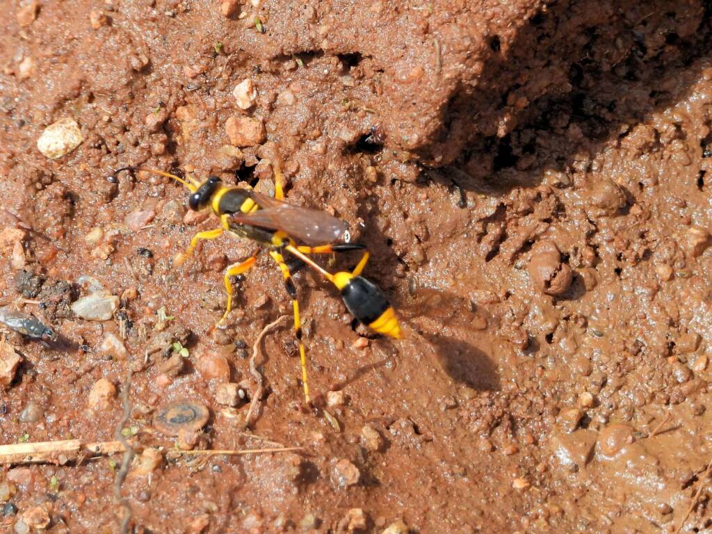 Mud-dauber Wasp (Sceliphron laetum), Kunoth Bore NT © Dorothy Latimer