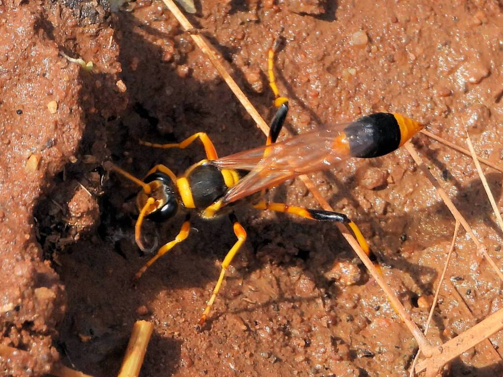 Mud-dauber Wasp (Sceliphron laetum), Kunoth Bore NT © Dorothy Latimer