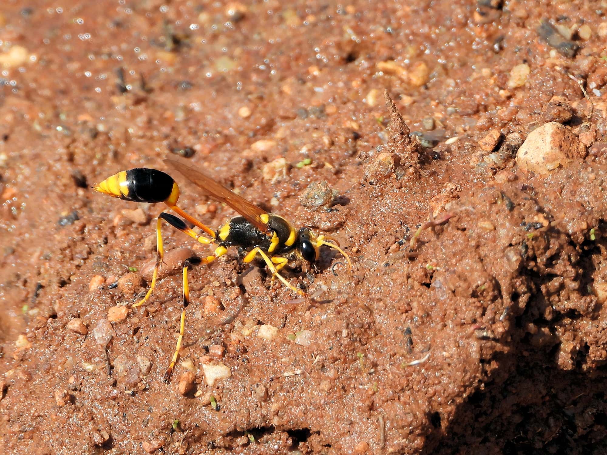 Mud-dauber Wasp (Sceliphron laetum), Kunoth Bore NT © Dorothy Latimer