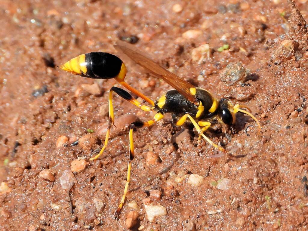 Mud-dauber Wasp (Sceliphron laetum), Kunoth Bore NT © Dorothy Latimer