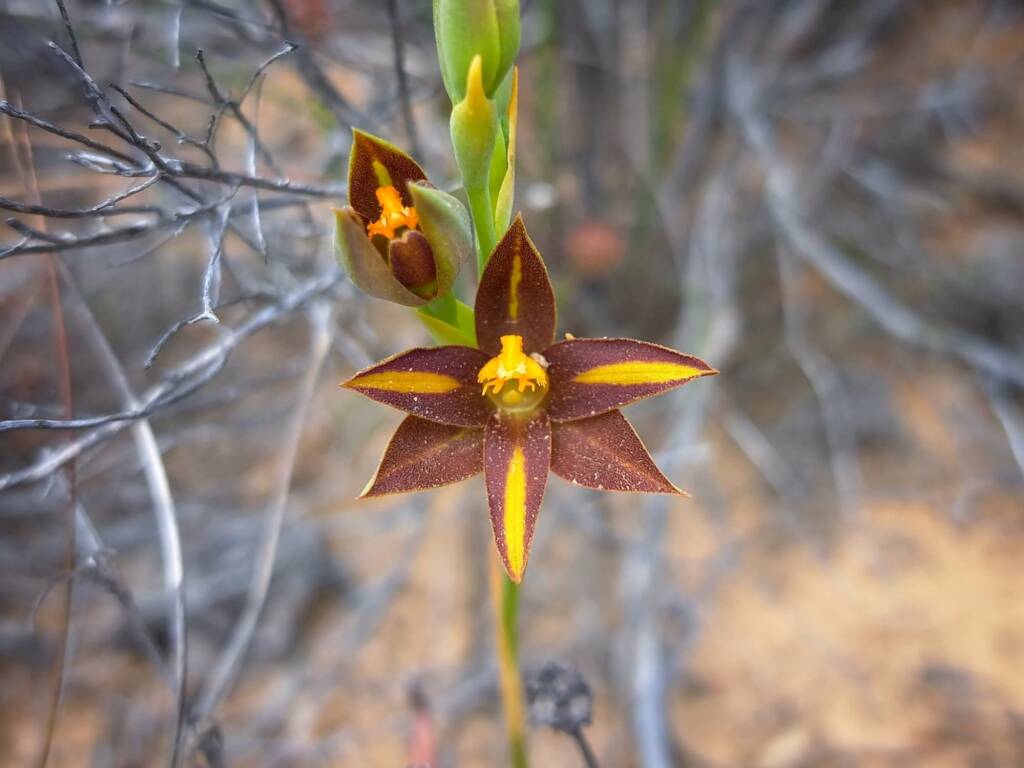 Thelymitra sp. 'Ongerup' (Orange Sun Orchids), Great Southern Region WA © Terry Dunham