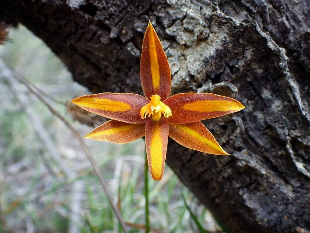 Thelymitra sp. 'Ongerup' (Orange Sun Orchids), Great Southern Region WA © Terry Dunham
