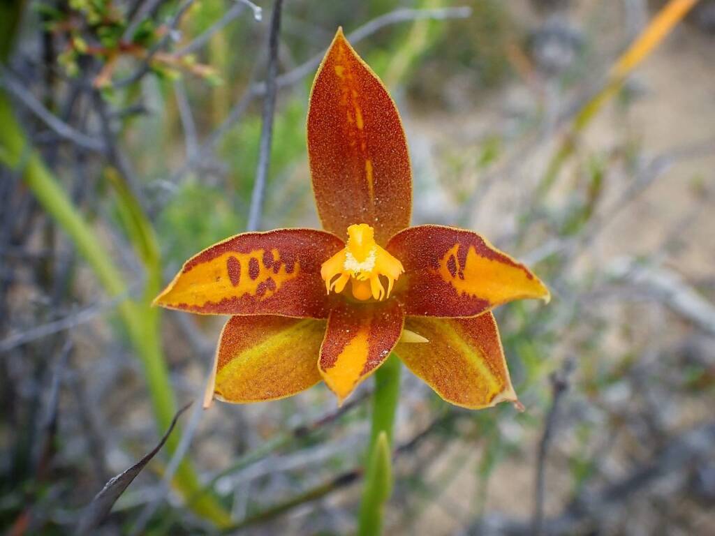 Thelymitra sp. 'Ongerup' (Orange Sun Orchids), Great Southern Region WA © Terry Dunham